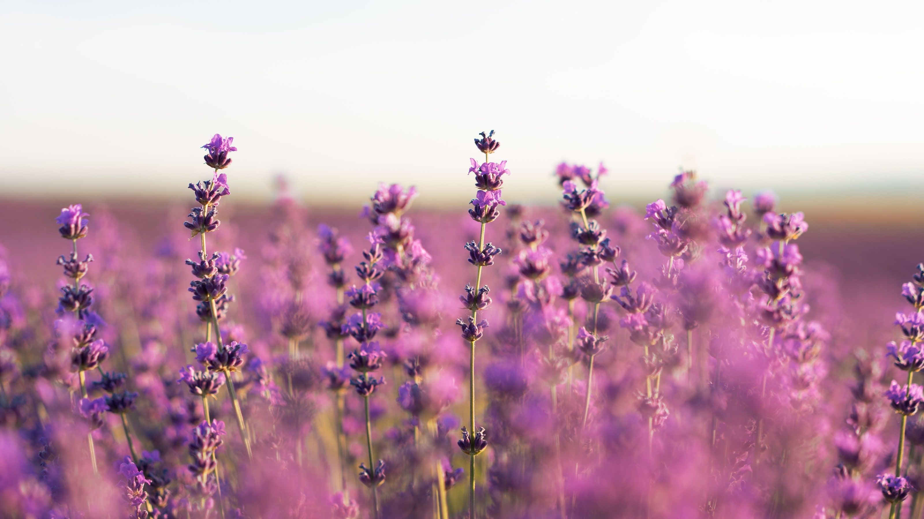 A lavender field at golden hour, seen through the ogee window of the Zama lattice