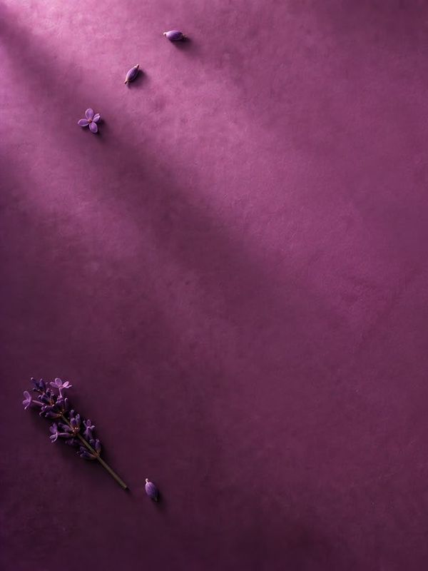 A lavender sprig and loose florets on plum velvet, crossed by a beam of light